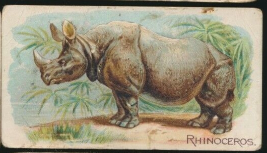 E28 Rhinoceros.jpg